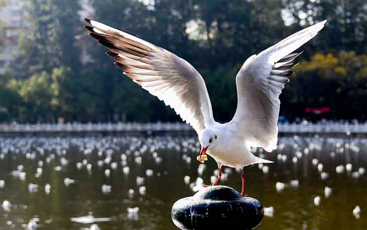 昆明翠湖公園的海鷗什么時候走，何時搬家？.jpg