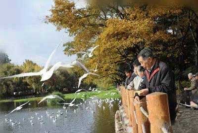 冬天去昆明哪里看海鷗？環(huán)西橋大觀河沿岸.jpg
