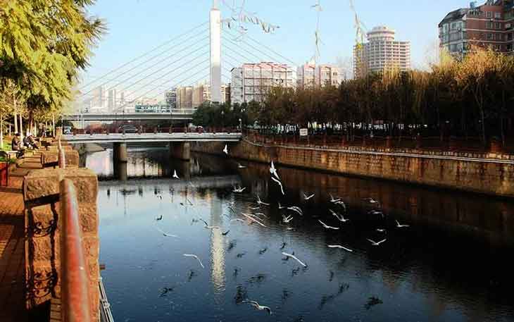 冬天去昆明哪里看海鷗？盤龍江得勝橋和雙龍橋.jpg