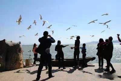 冬天去昆明哪里看海鷗？海埂公園.jpg