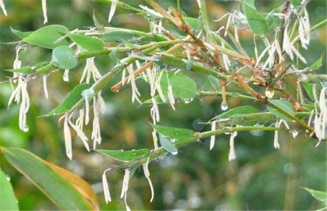 農(nóng)村俗語(yǔ)：“竹子開(kāi)花，馬上搬家”，說(shuō)的是啥意思？.jpg